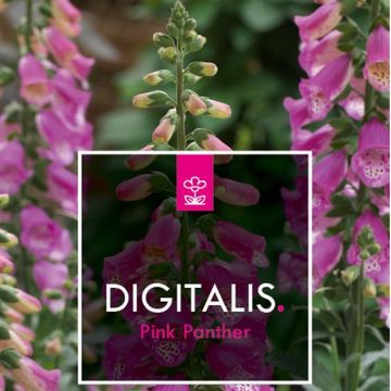 Digitalis 'Panther'