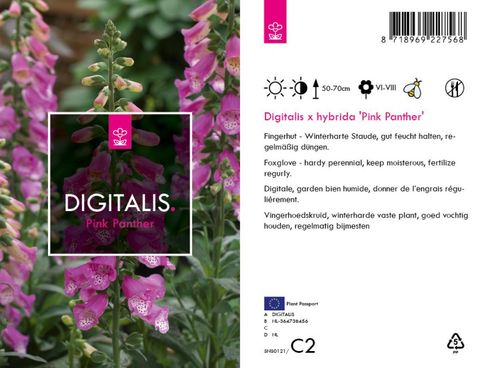 Digitalis 'Panther'
