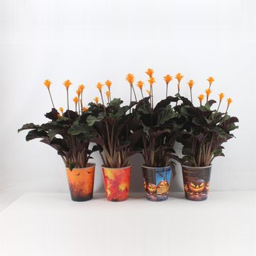 Calathea crocata TASSMINIA