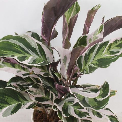 Calathea 'White Fusion'