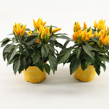 Capsicum annuum 'Salsa Yellow'