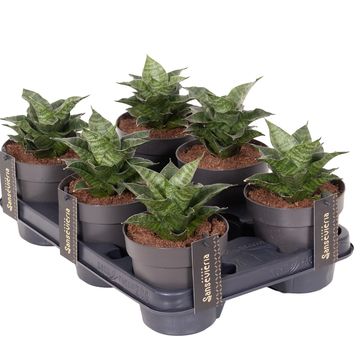 Sansevieria 'Star Mini Marble No.1'
