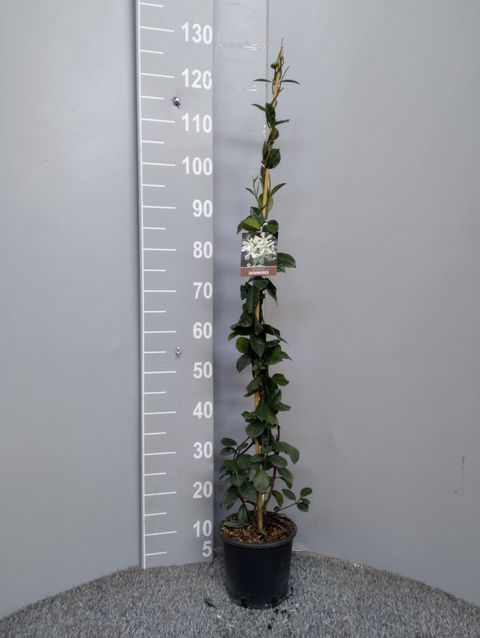 Trachelospermum jasminoides