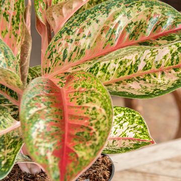 Aglaonema 'Painted Celebration'