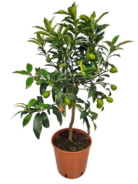 Citrus japonica