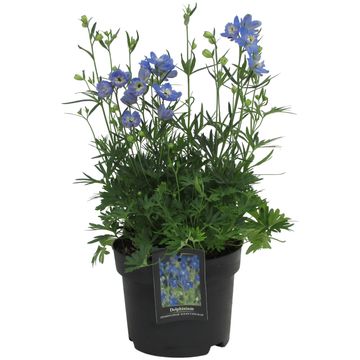 Delphinium OCEAN TIARA BLUE