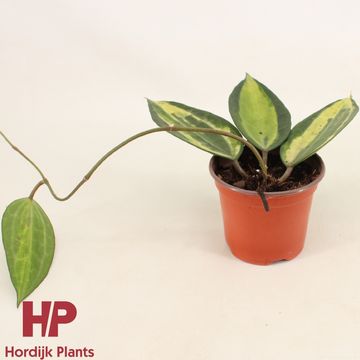 Hoya latifolia 'Pot of Gold' Hoya latifolia 'Pot of Gold'
