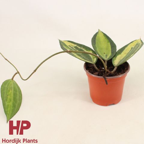 Hoya latifolia 'Pot of Gold'