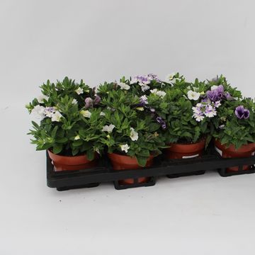 Perkplanten MIX IN POT