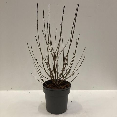 Aronia x prunifolia 'Viking'