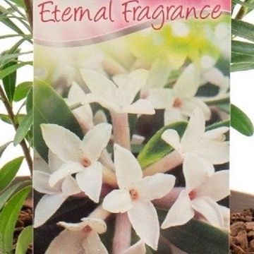 Daphne x transatlantica ETERNAL FRAGRANCE