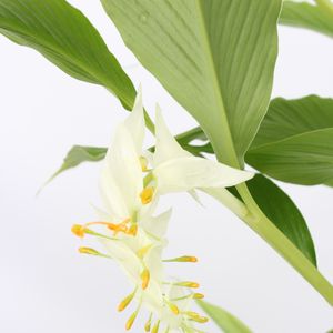 Globba winitii (Lansbergen Orchids)