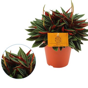 Peperomia caperata 'Rosso'