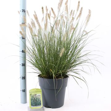 Pennisetum alopecuroides 'Hameln'