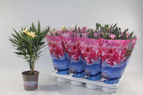 Nerium oleander MIX