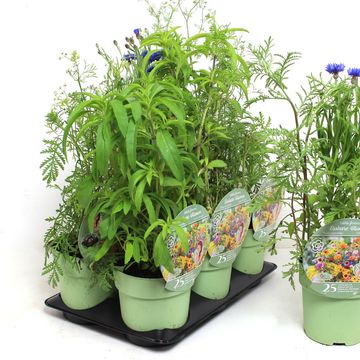 Съедобные цветы MIX СЪЕДОБНЫЕ ЦВЕТЫ MIX