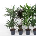 Dracaena MIX