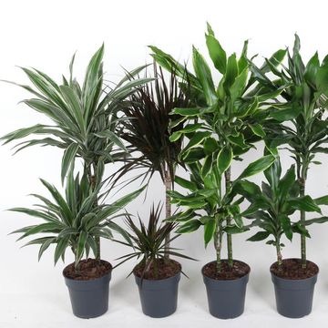 Dracaena MIX