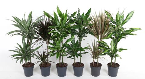 Dracaena MIX