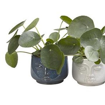 Pilea peperomioides