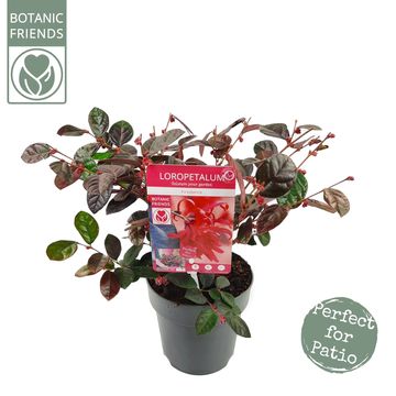 Loropetalum chinense 'Fire Dance'