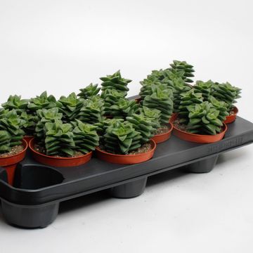 Crassula 'Springtime'