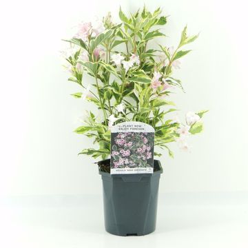 Weigela 'Нана Вариегата'