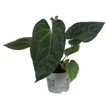 Anthurium 'Dark Phoenix'