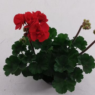 Pelargonium 'Denise'