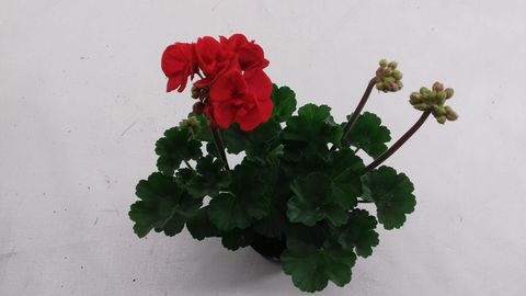 Pelargonium 'Denise'