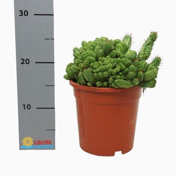 Euphorbia enopla cristata
