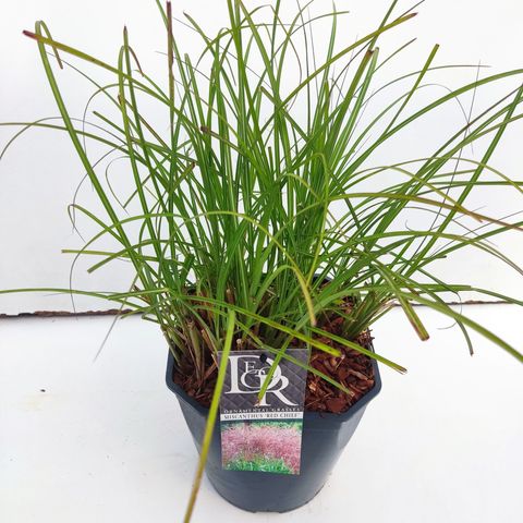 Miscanthus sinensis 'Red Chief' — Plant Wholesale FlorAccess