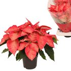 Euphorbia pulcherrima PREMIUM ICE CRYSTAL