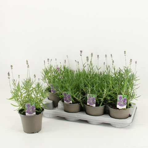 Lavandula angustifolia 'Dwarf Blue'