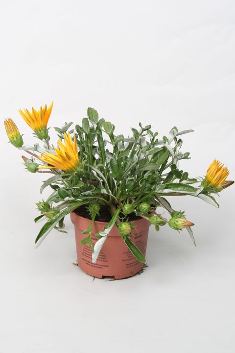 Gazania rigens 'Gelbe Jupiter'
