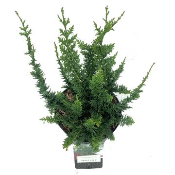 Chamaecyparis obtusa 'Teddy Bear'