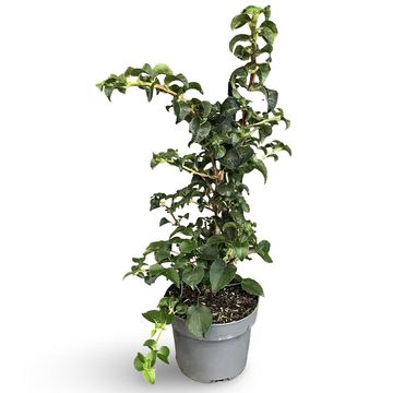 Hydrangea anomala petiolaris