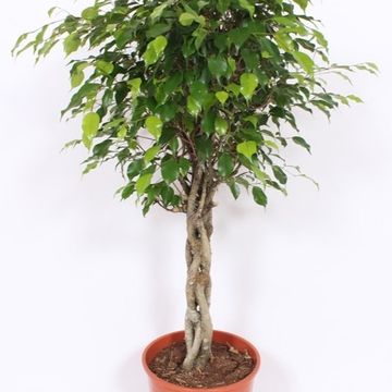 Ficus benjamina 'Exotica'