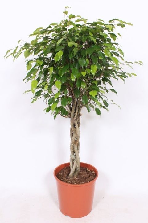 Ficus benjamina 'Exotica'