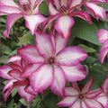 Clematis PICOTEE (EL)