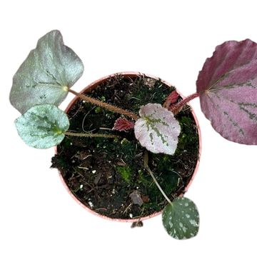 Begonia 'Pinkie Winkie'