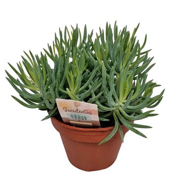 Senecio mandraliscae