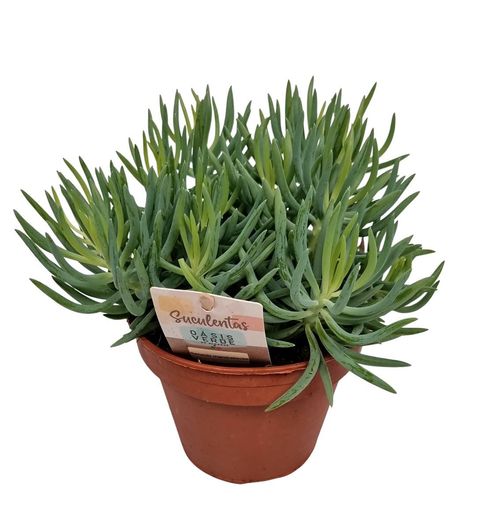 Senecio mandraliscae