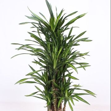 Dracaena fragrans RIKI