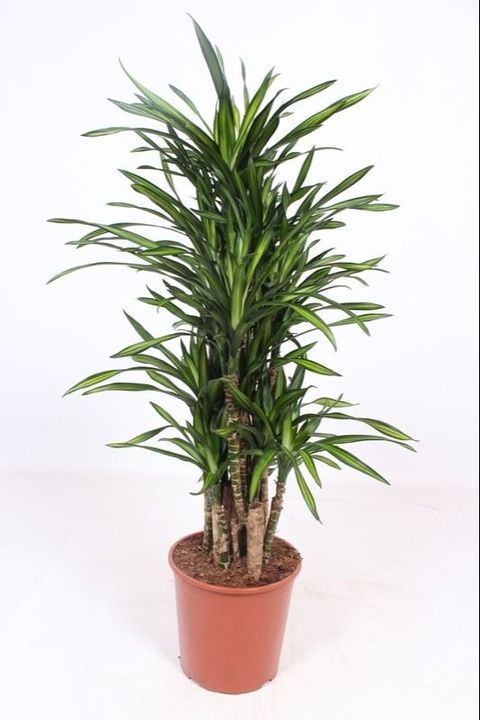 Dracaena fragrans RIKI