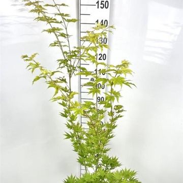 Acer shirasawanum 'Jordan'