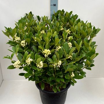 Skimmia japonica O'BERRIES WHITE