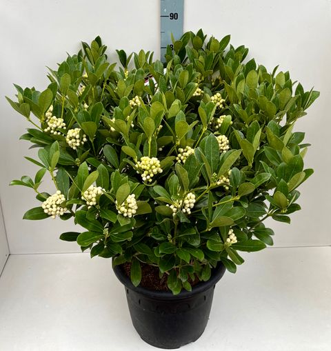 Skimmia japonica O'BERRIES WHITE