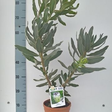 Protea barbigera 'Niobe'