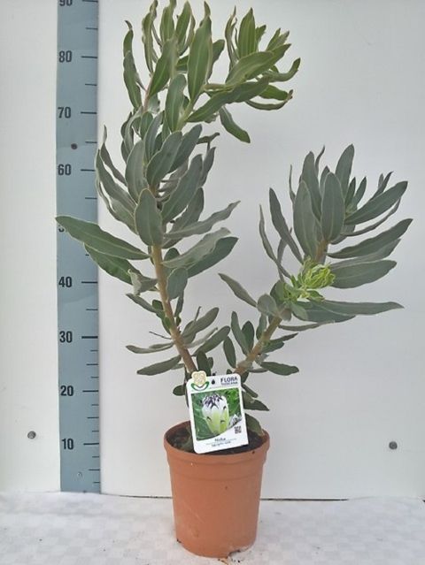 Protea barbigera 'Ниобе'